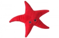 Marine Starfish